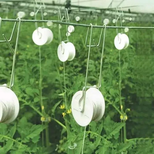 tomato clips near me